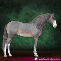 Horse Color:Brown Sabino Appaloosa