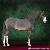 Horse Color:Brown Sabino Appaloosa 