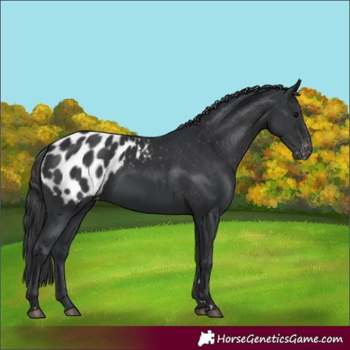 Horse Color:Black Appaloosa 