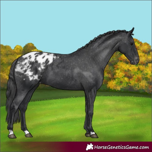 Horse Color:Black Appaloosa 