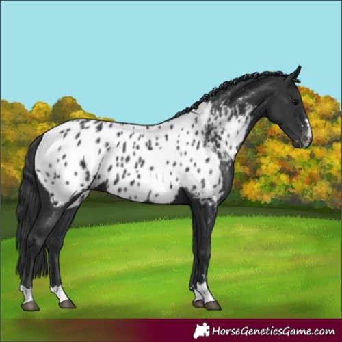 Horse Color:Black Appaloosa 
