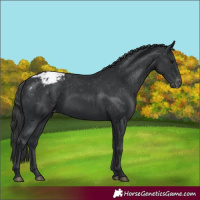 Horse Color:Black Appaloosa 