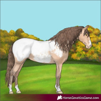 Horse Color:Amber Champagne Appaloosa 