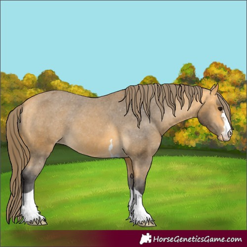 Horse Color:Buckskin Appaloosa 
