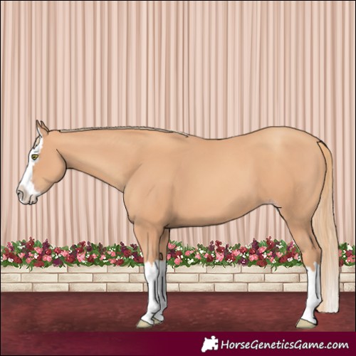 Horse Color:Gold Champagne Splash 