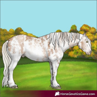 Horse Color:Gray Silver Amber Champagne Sabino