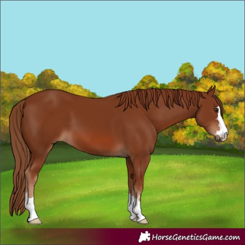 Horse Color:Chestnut 