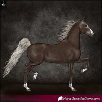Horse Color:Gray Silver Black 