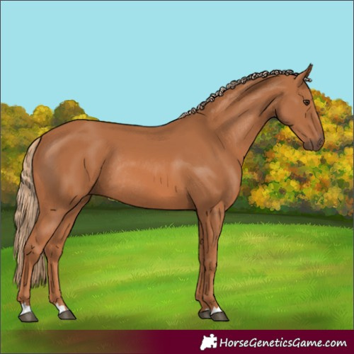 Horse Color:Chestnut Rabicano 