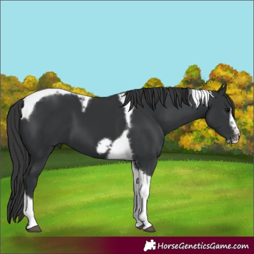 Horse Color:Black Tobiano Frame 