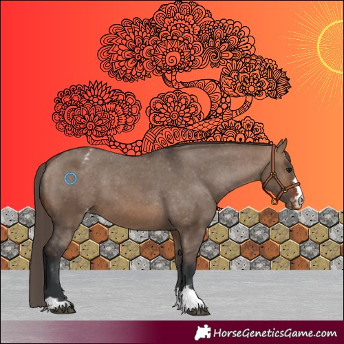 Horse Color:Brown Dun Appaloosa