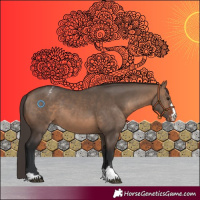 Horse Color:Brown Dun Appaloosa 