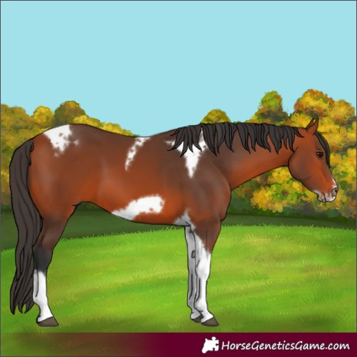 Horse Color:Bay Tobiano Frame 