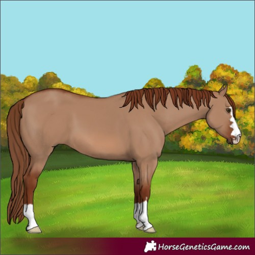 Horse Color:Red Dun 