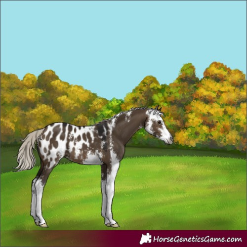 Horse Color:Gray Silver Brown Dun Sabino Near Leopard