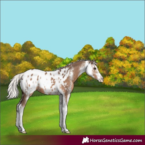 Horse Color:Silver Brown Dun Sabino Appaloosa 