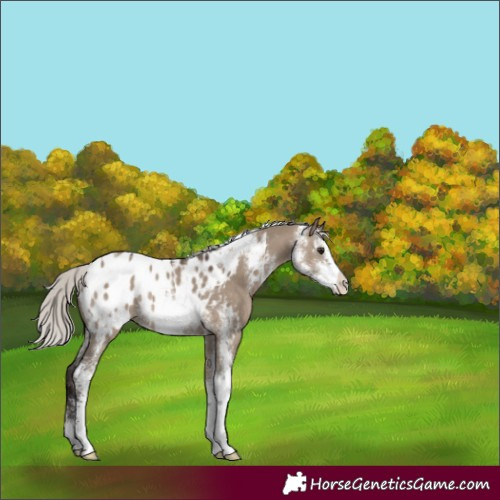 Horse Color:Silver Brown Dun Sabino Appaloosa Rabicano 