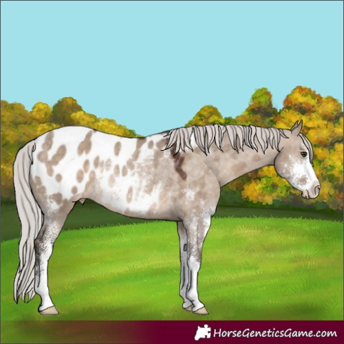 Horse Color:Silver Brown Dun Sabino Appaloosa Rabicano