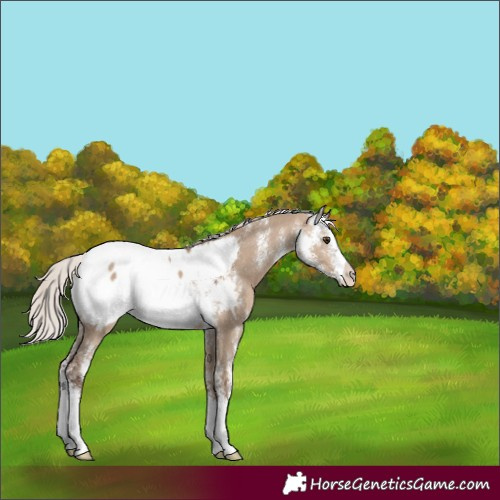 Horse Color:Silver Brown Dun Sabino Near Fewspot 