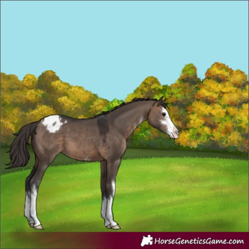 Horse Color:White Spotted Brown Dun Varnish 