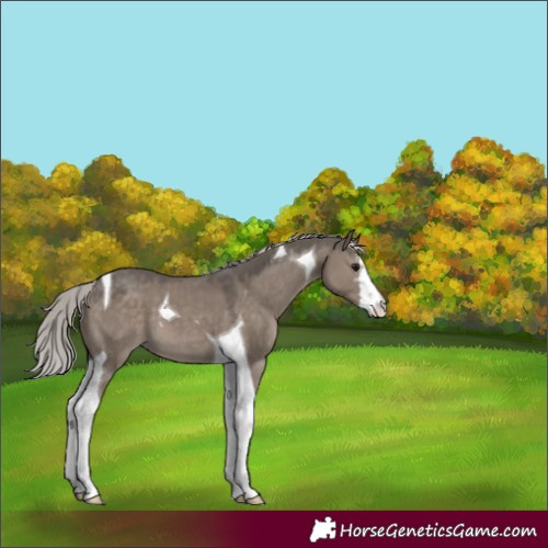 Horse Color:White Spotted Silver Grullo Mushroom Tobiano Varnish 