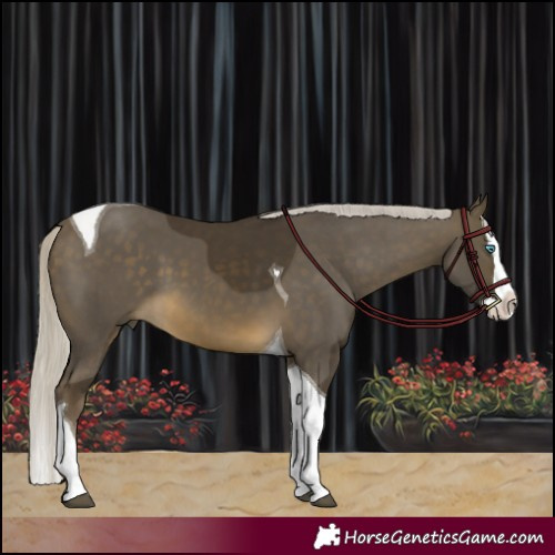Horse Color:Silver Buckskin Splash Tobiano 