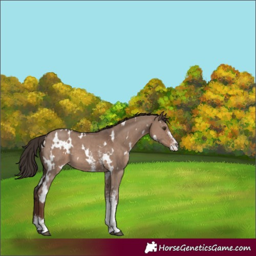 Horse Color:White Spotted Liver Red Dun Sabino 