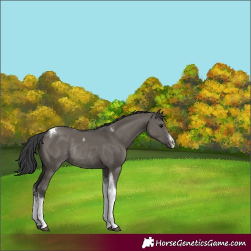Horse Color:White Spotted Grullo Tobiano Rabicano 