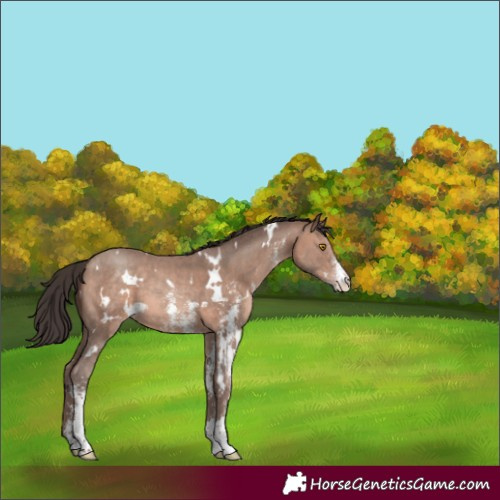 Horse Color:White Spotted Sable Champagne Sabino 