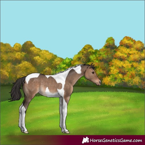 Horse Color:Brown Dun Tobiano Rabicano