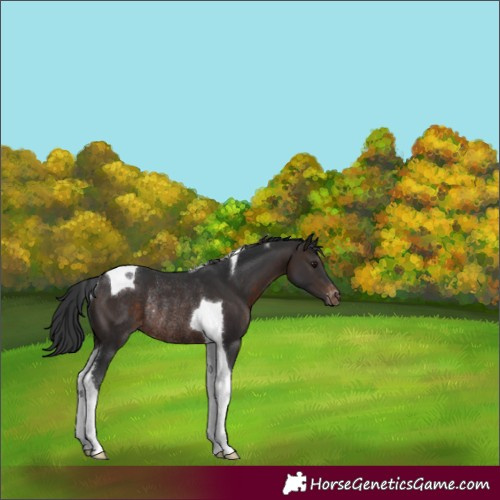 Horse Color:Brown Tobiano Appaloosa Rabicano 