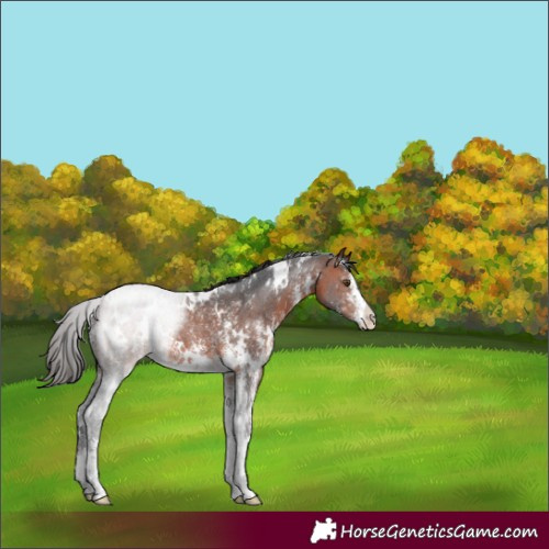 Horse Color:White Spotted Bay Sabino Appaloosa 