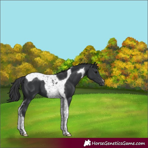 Horse Color:Black Tobiano