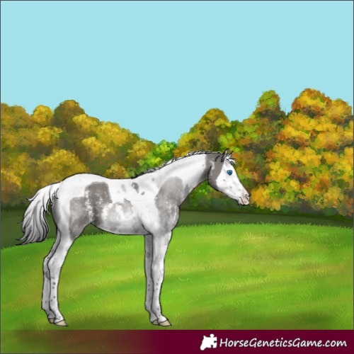 Horse Color:Grullo Sabino Splash Tobiano 