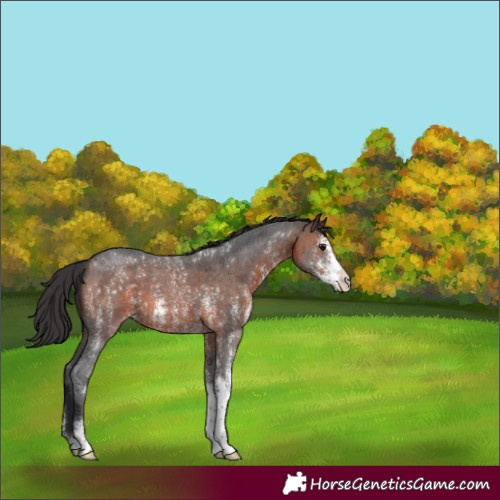 Horse Color:Brown Sabino