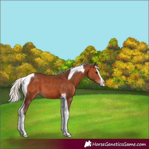 Horse Color:Silver Bay Splash Tobiano 