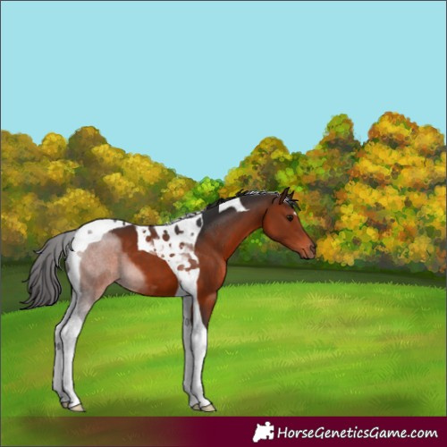 Horse Color:Brown Tobiano