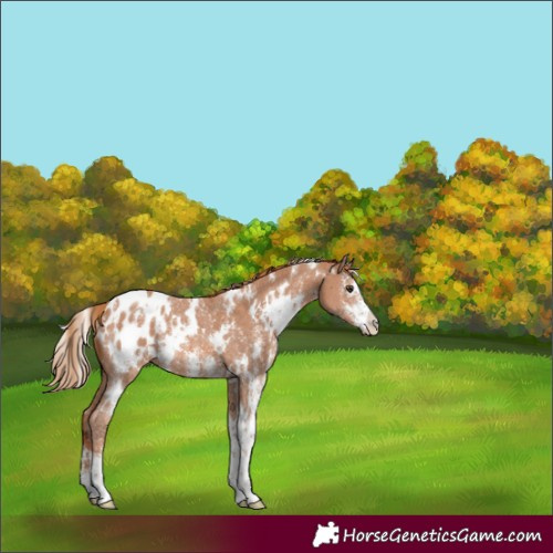 Horse Color:White Spotted Chestnut Sabino Appaloosa Rabicano 