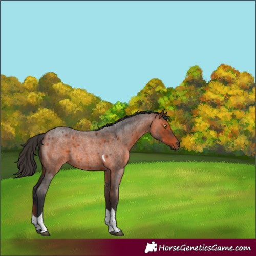 Horse Color:Bay Roan Tobiano Rabicano