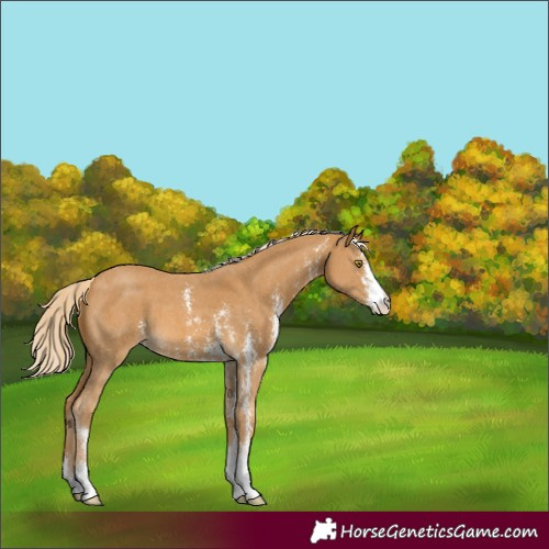 Horse Color:Palomino Sabino