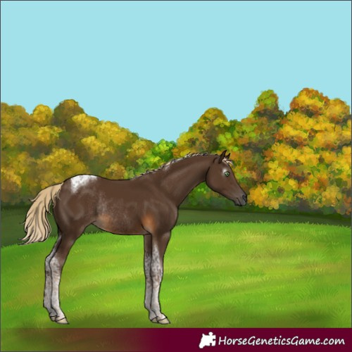 Horse Color:Gray Chocolate Palomino Tobiano Rabicano