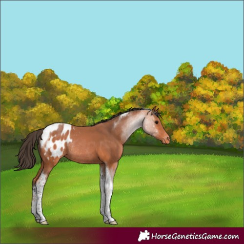 Horse Color:Bay Tobiano Appaloosa Rabicano 