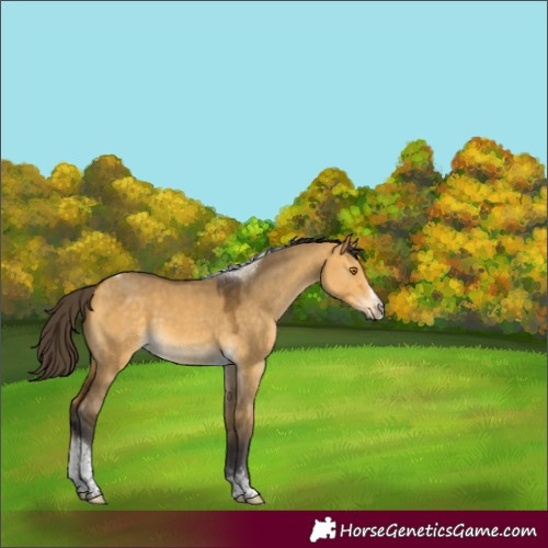 Horse Color:Buckskin Dun Tobiano