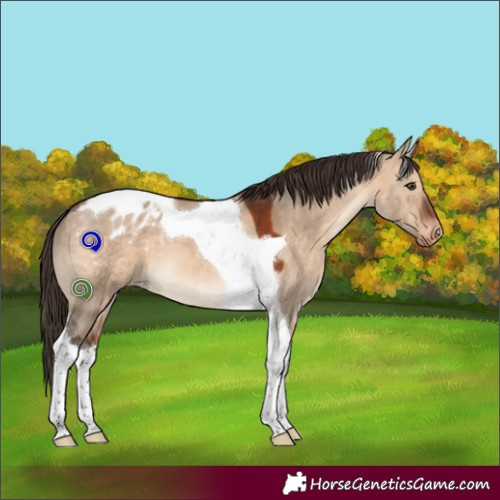 Horse Color:Brown Dun Tobiano Blanket 