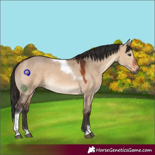 Horse Color:Brown Dun Tobiano