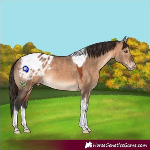 Horse Color:Brown Dun Tobiano Appaloosa 