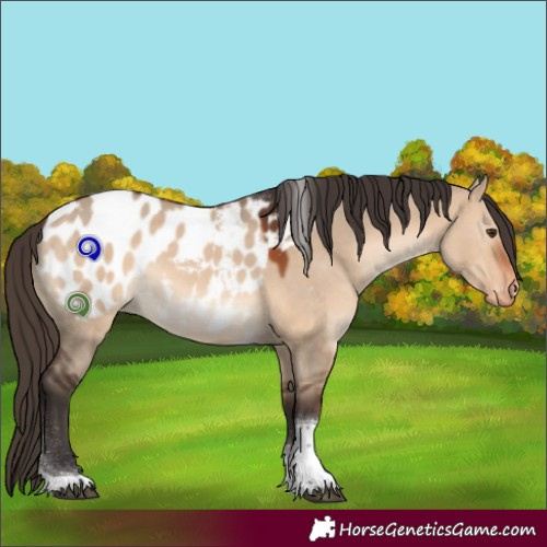 Horse Color:Bay Dun Tobiano Appaloosa