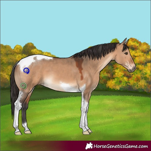 Horse Color:Bay Dun Tobiano