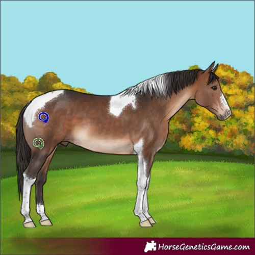 Horse Color:Bay Tobiano 