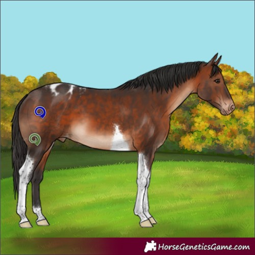 Horse Color:Brown Tobiano Blanket